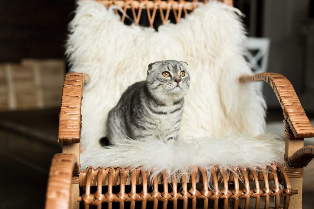 image of a scottish fold cat 