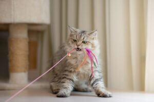 cat playing with toy 