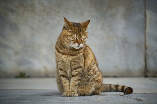 tabby cat sitting