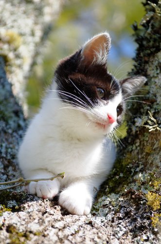 image of a calicoe cat