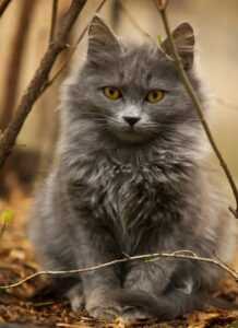 maine coon cat 