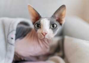 devon rex portrait