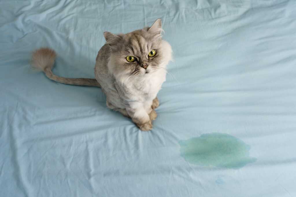 image of a cat that peed on the bed 