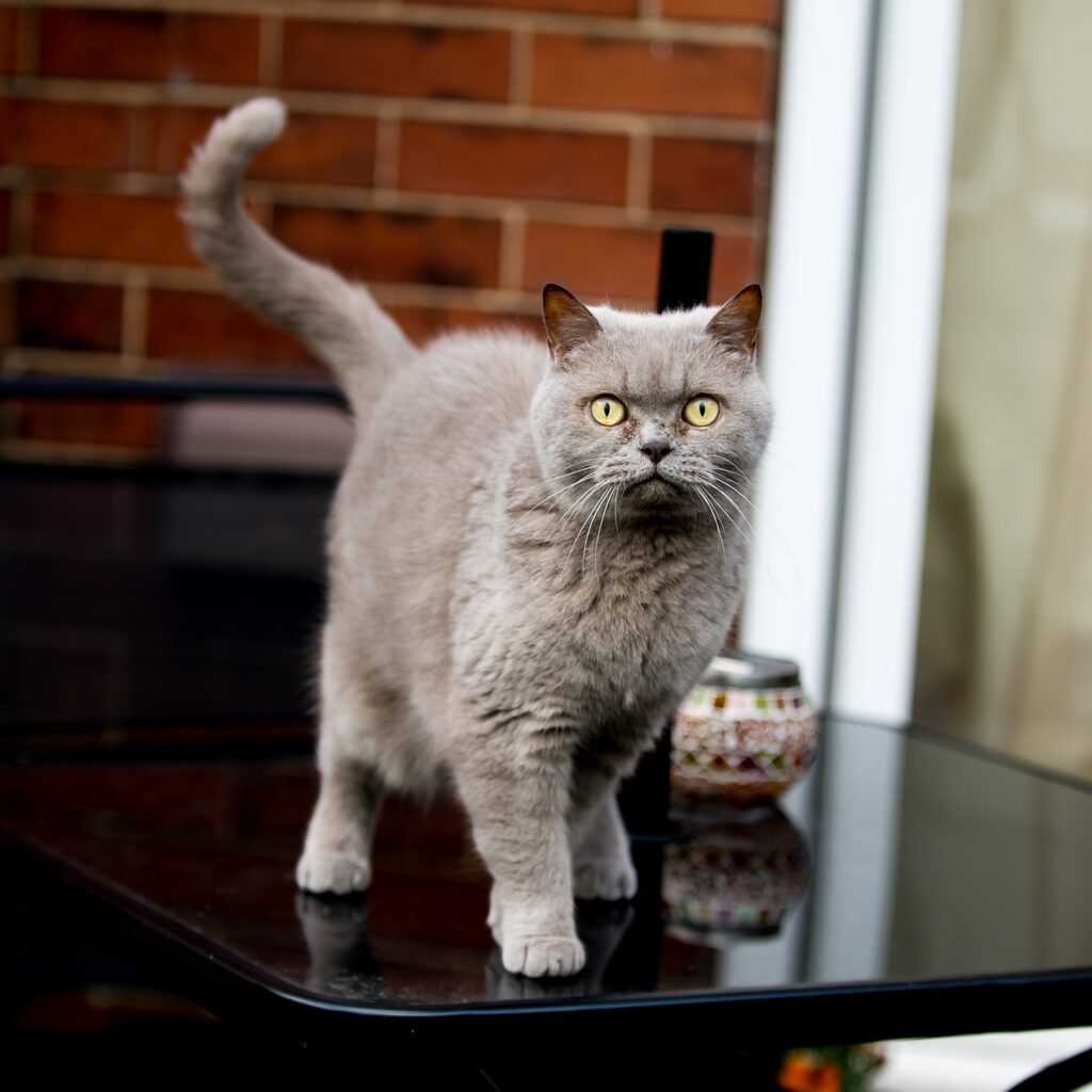 british, shorthair, cat-2105411.jpg