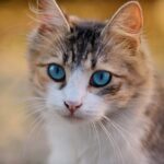 cat, blue eyes, pet-3336579.jpg