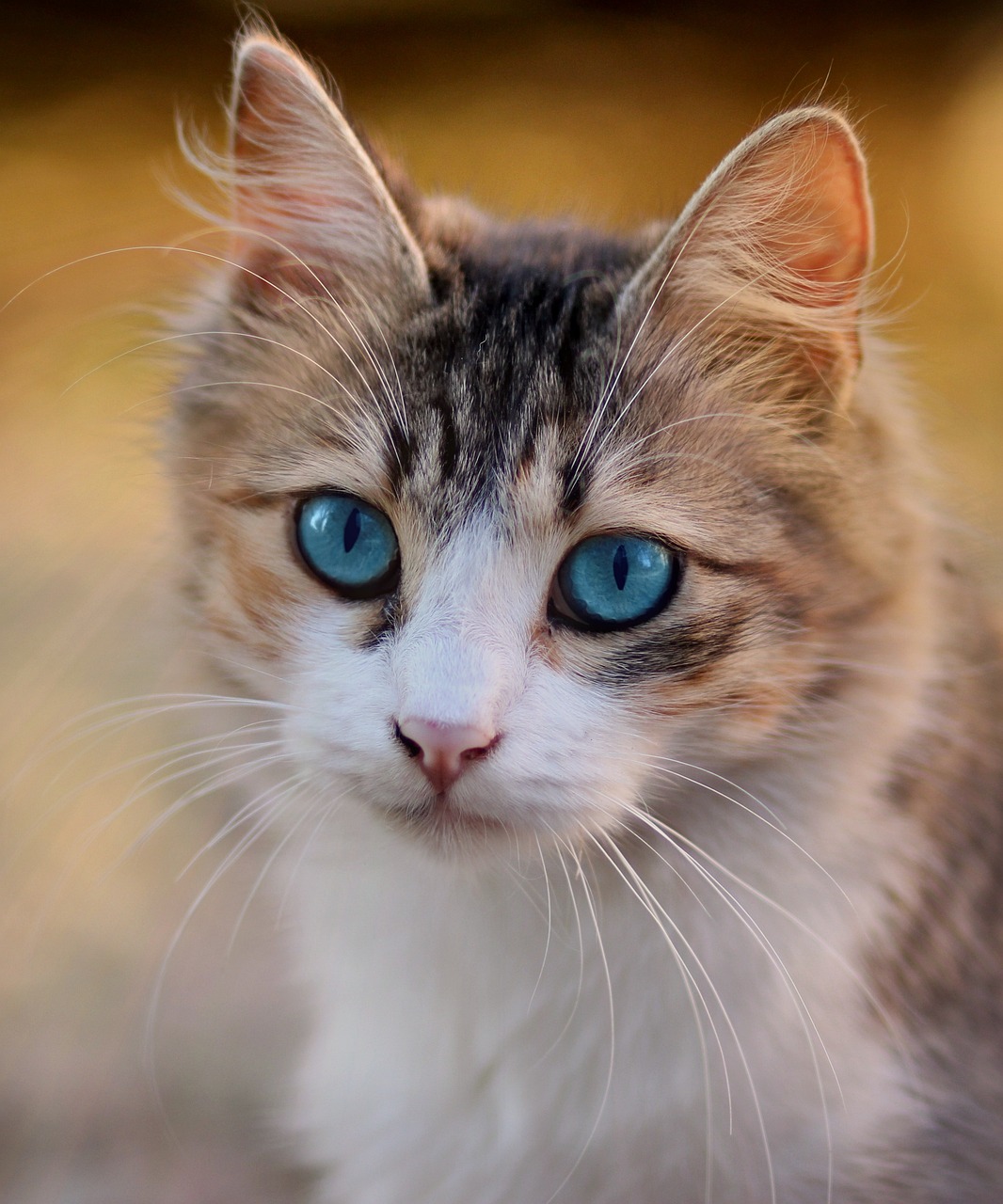 Lymphoma in Cats: All you need to know