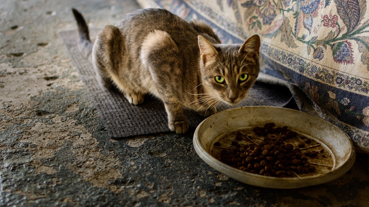 How To Feed A Cat With Lymphoma