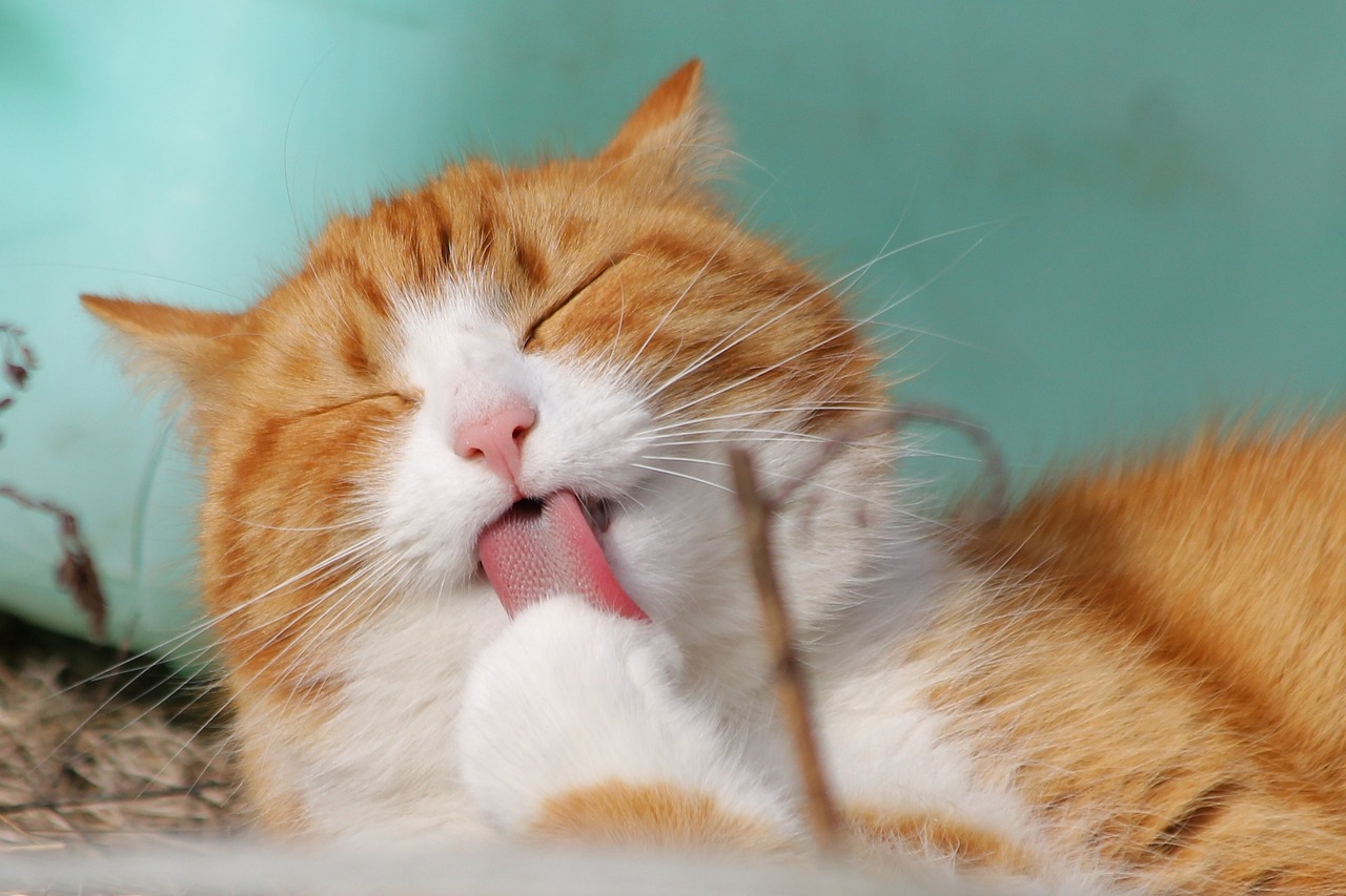 How to Care For Cat Hairballs: The Unsung Story of a Feline’s Furry Woes