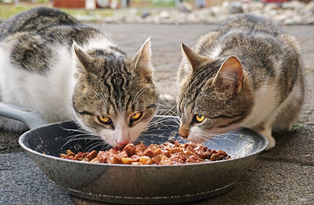 cats, nature, eating-4372525.jpg