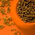 pet food, pet, food-6018384.jpg