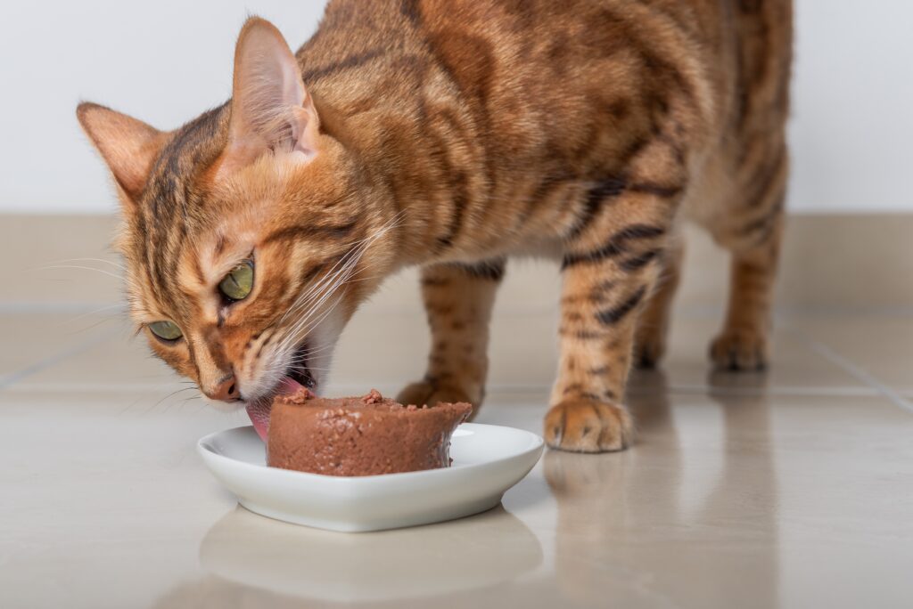 cat eating wet food