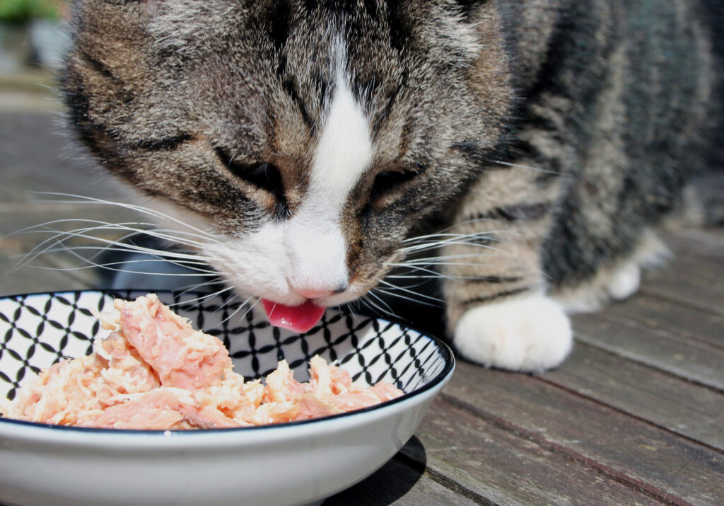 CAT EATING HIGH PROTEIN FOOD