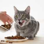 kitten eating dry cat food