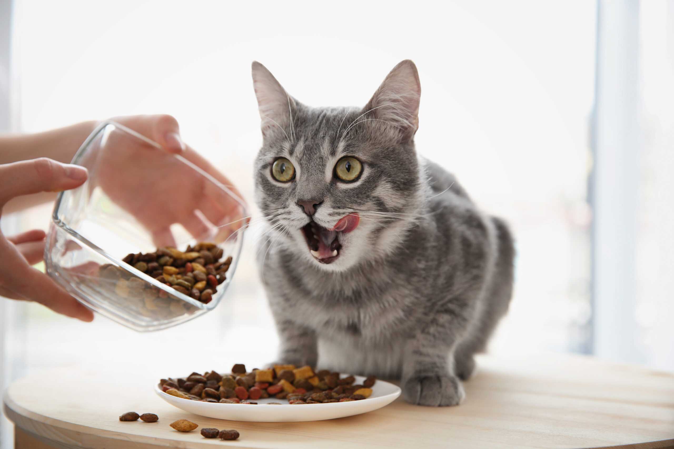 5 Health Benefits of Dry Cat Food You have to know