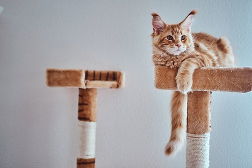 cat sitting on cat furniture