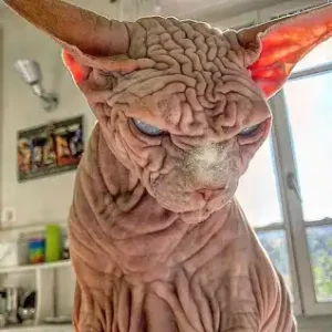 sphynx cat