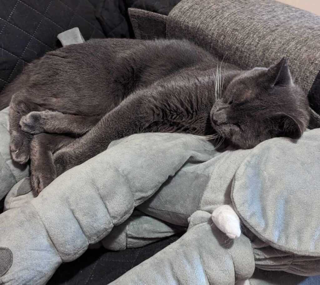 a chartreux cat breed