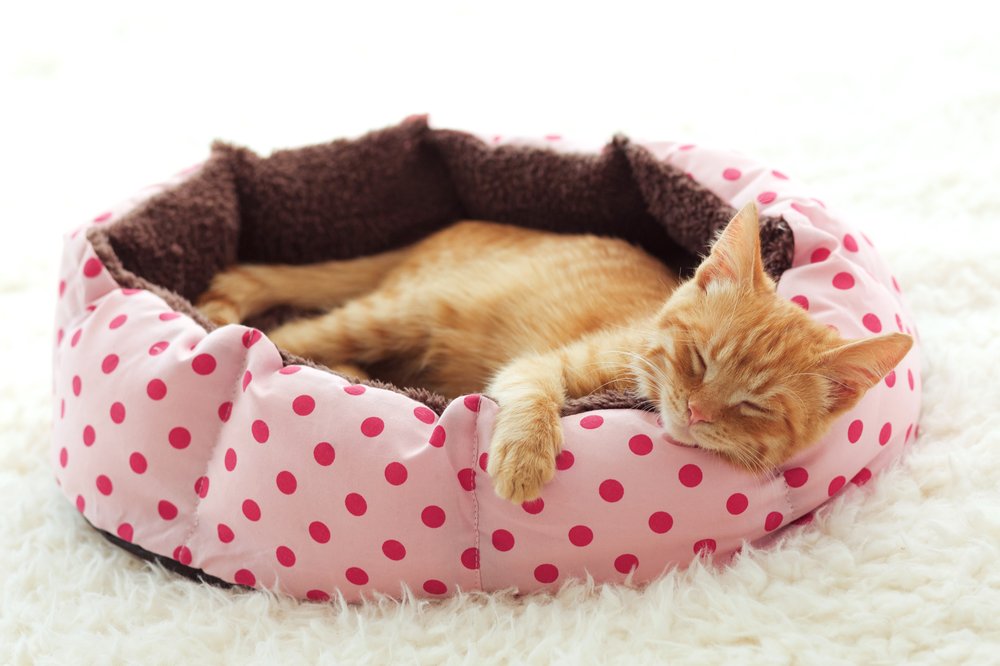 cat in cat bed