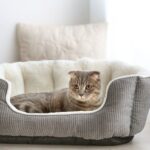 Cat laying in cat bed