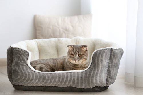 3 Facts on Cat Beds: Number 3 is Important !!!