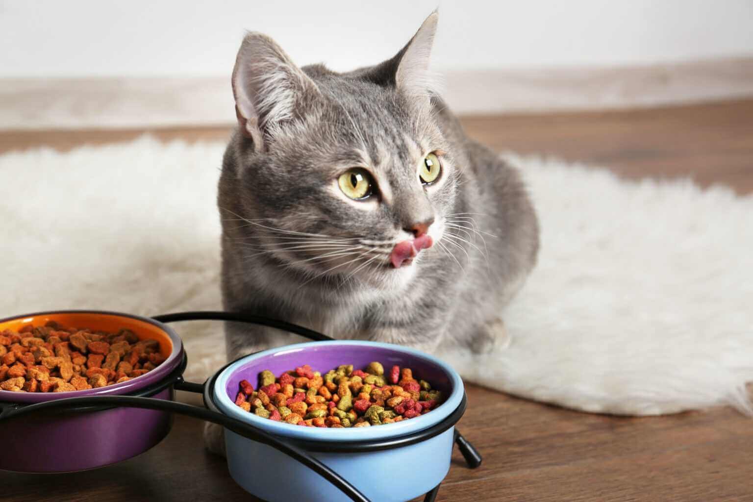 Curated visual reference: Picture Idea: How To Feed A Cat With Lymphoma