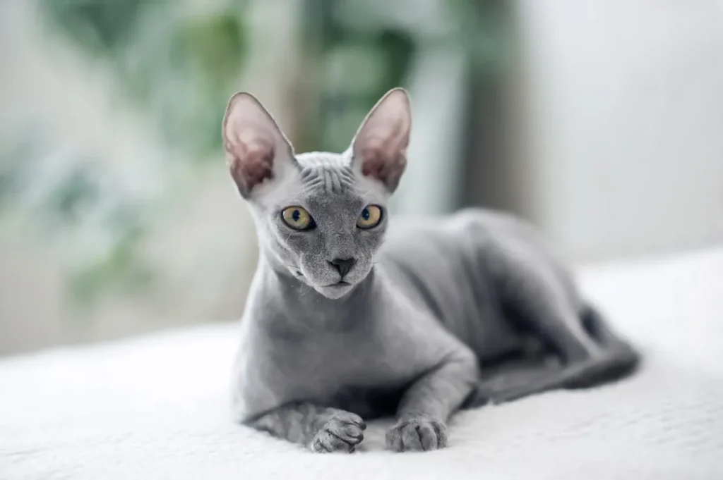 sphynx cat sitting