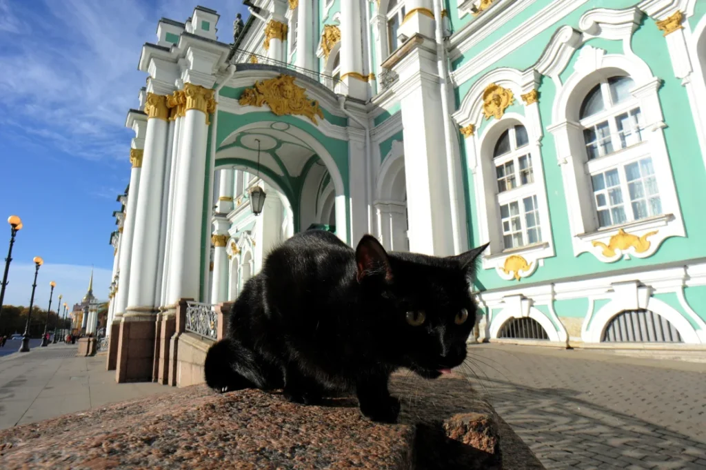 Cats in SAINT PETERSBURG, RUSSIA 