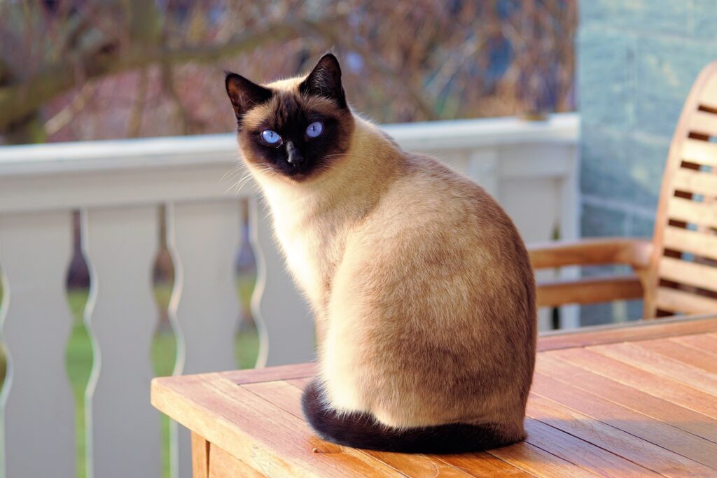 Siamese cat breed