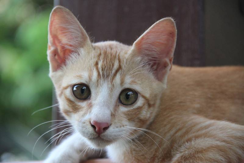 Kucing cat in Malaysia 