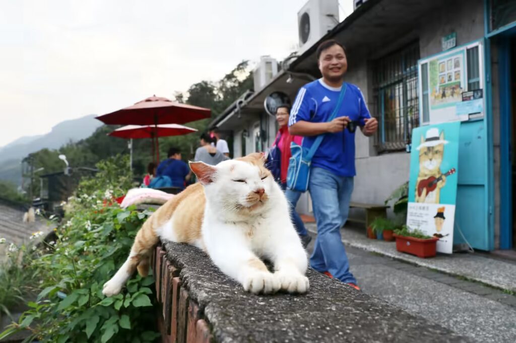 Cat in Taiwan 