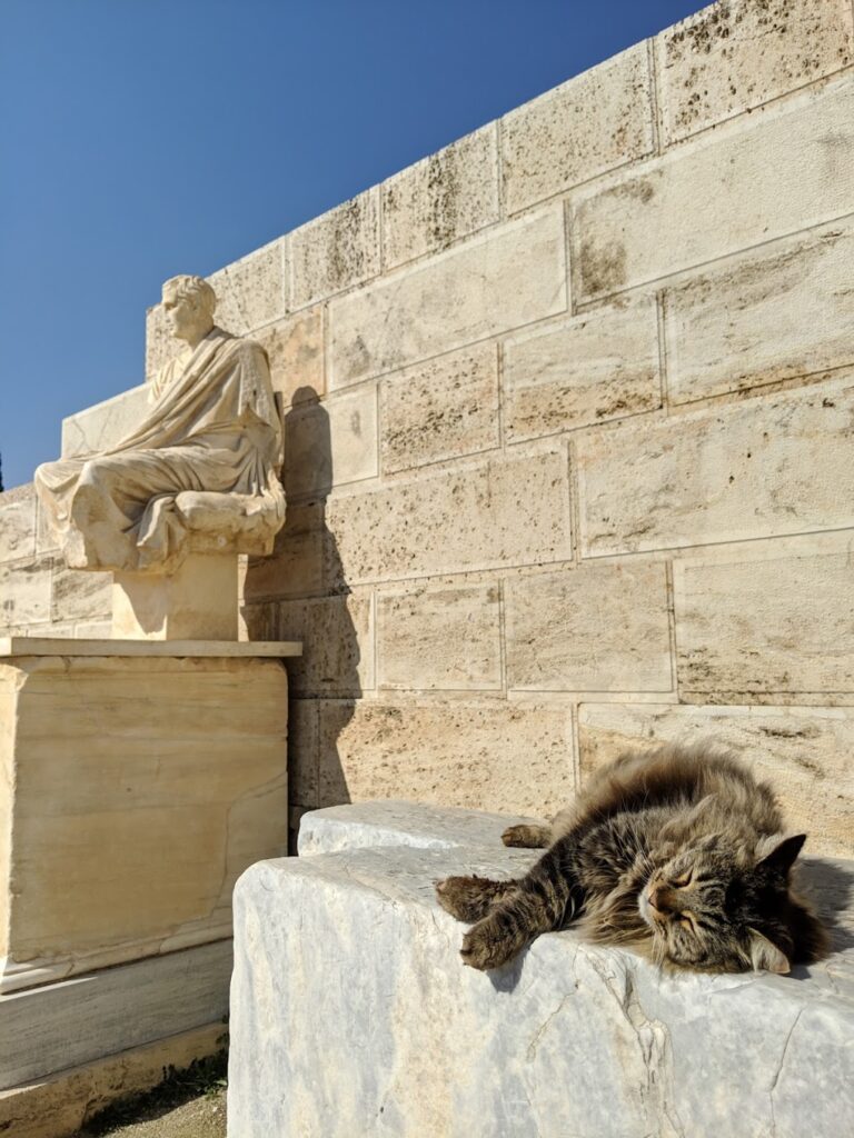 Cat in Athens, Greece 
