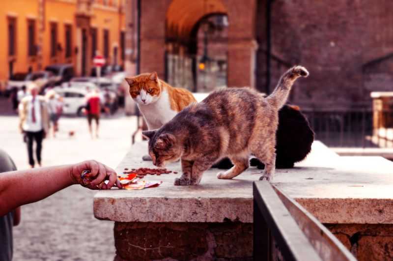 Cats in rome