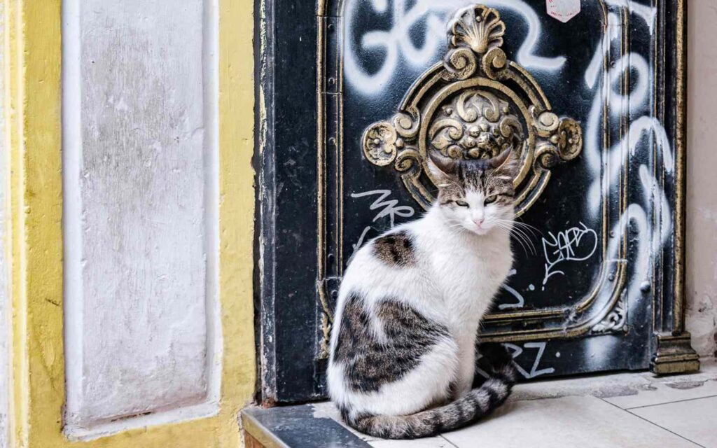 Cat in istanbul
