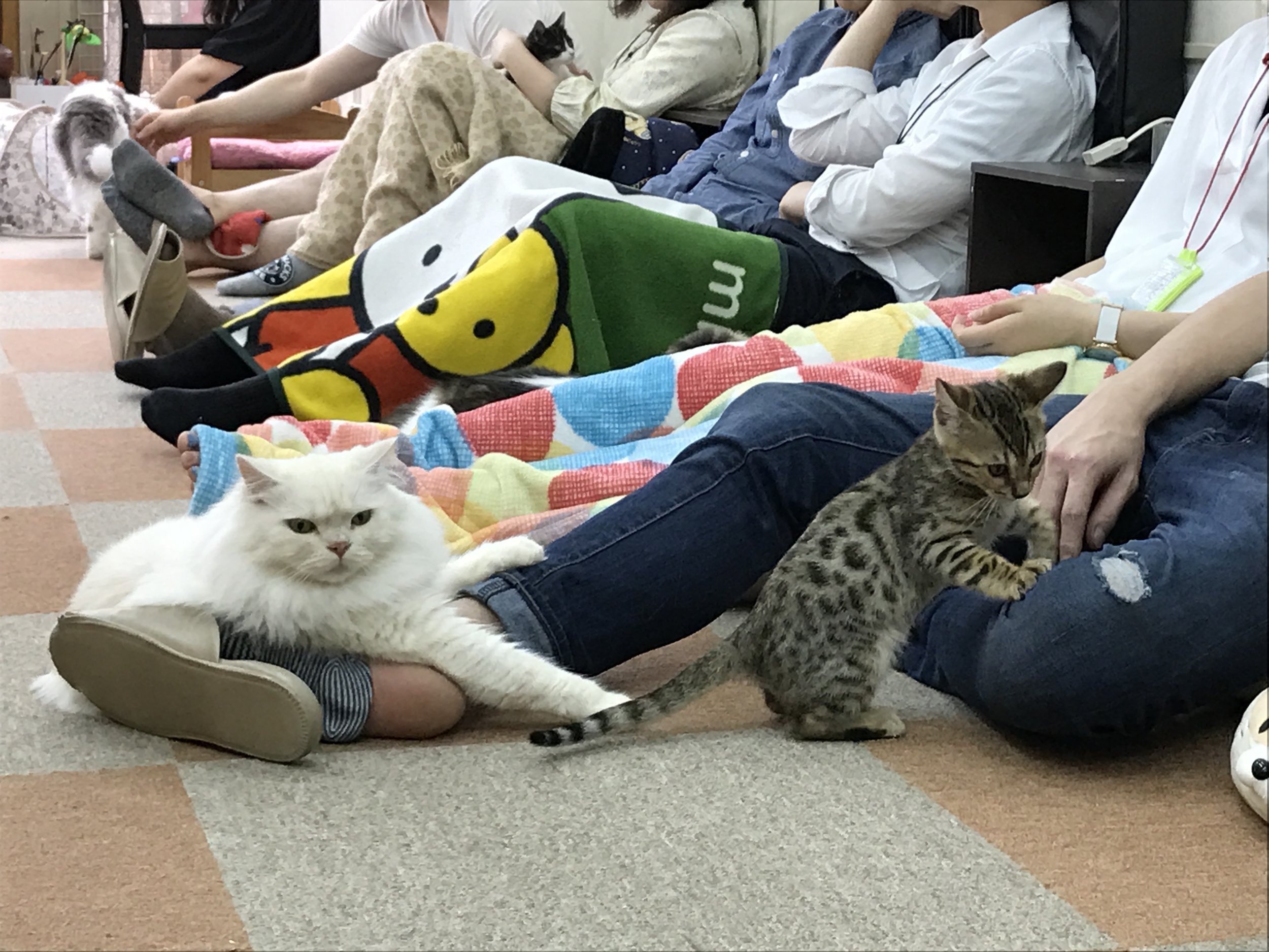 cats in tokyo