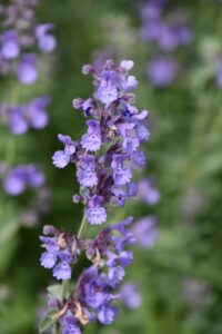 garden-with-pretty-light-purple-blooming-catnip-flowers