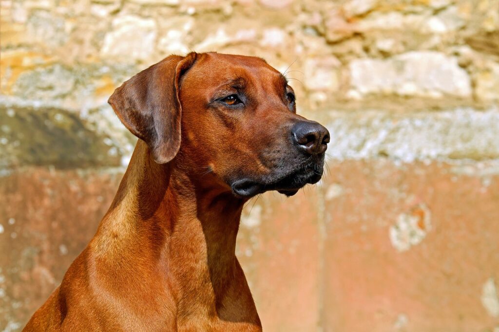 rhodesian ridgeback, dog, guard dog-2727035.jpg