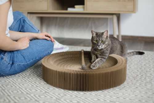 Enhancing Your Cat’s Mental Stimulation: Insights and FAQs