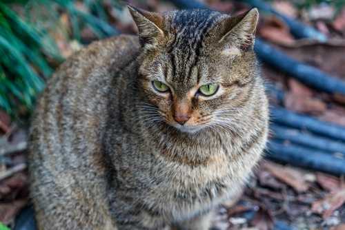 Image of a healthy cat 