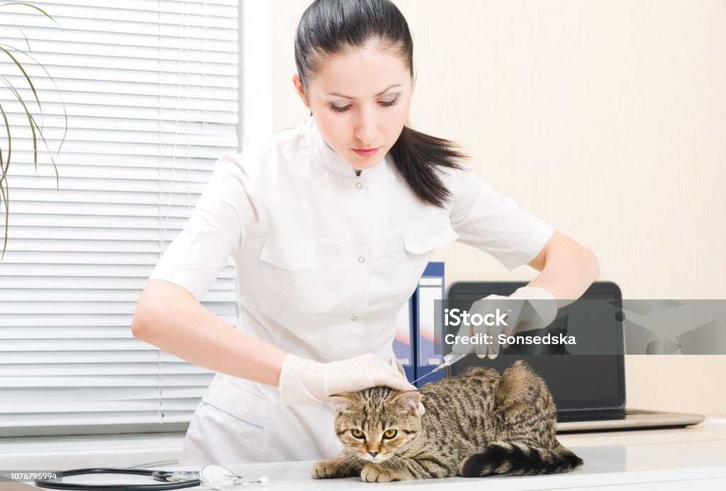 Vet microchipping a cat 