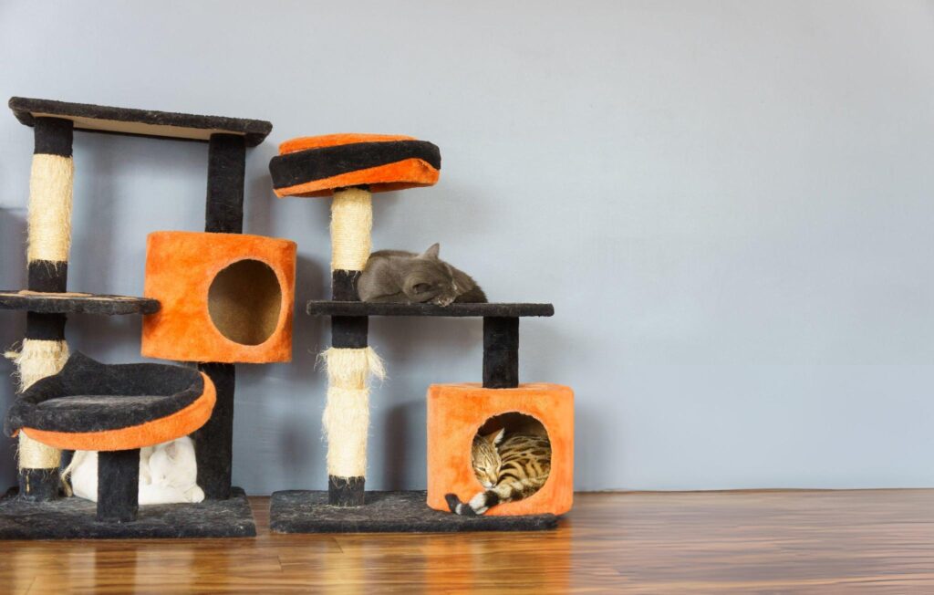 cats sleeping a cat tree