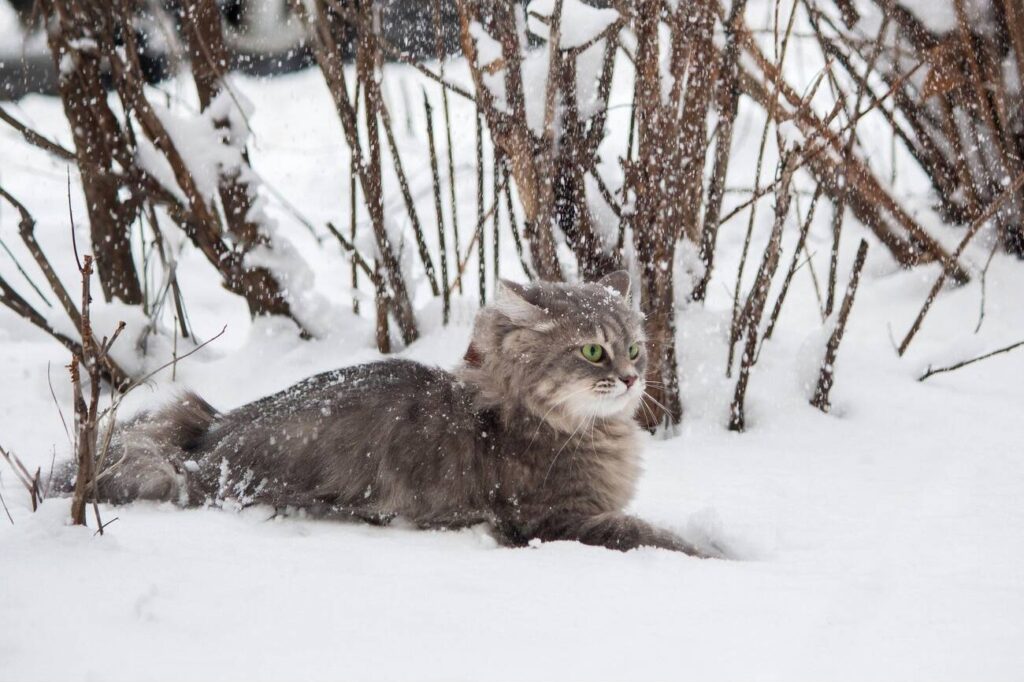 cat sitting in the snow 