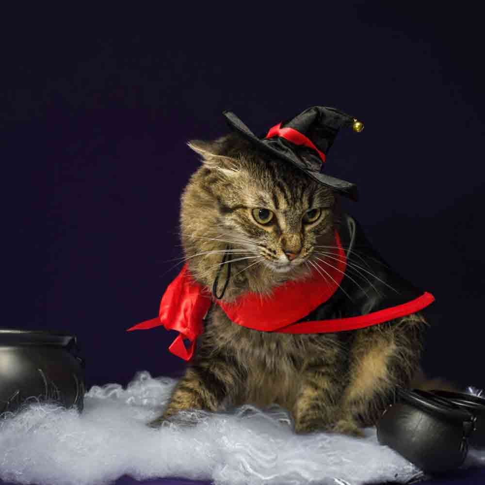 20 best Halloween costume for your cat