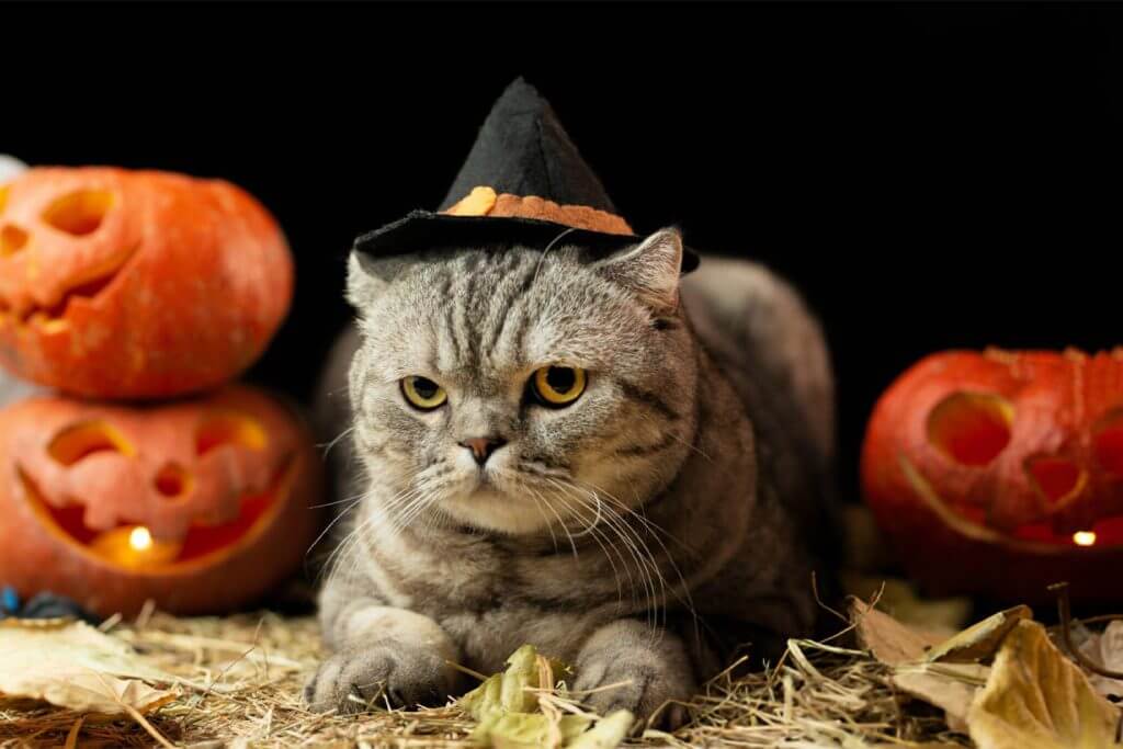 The ultimate Guide to Halloween prep for your feline friend 
