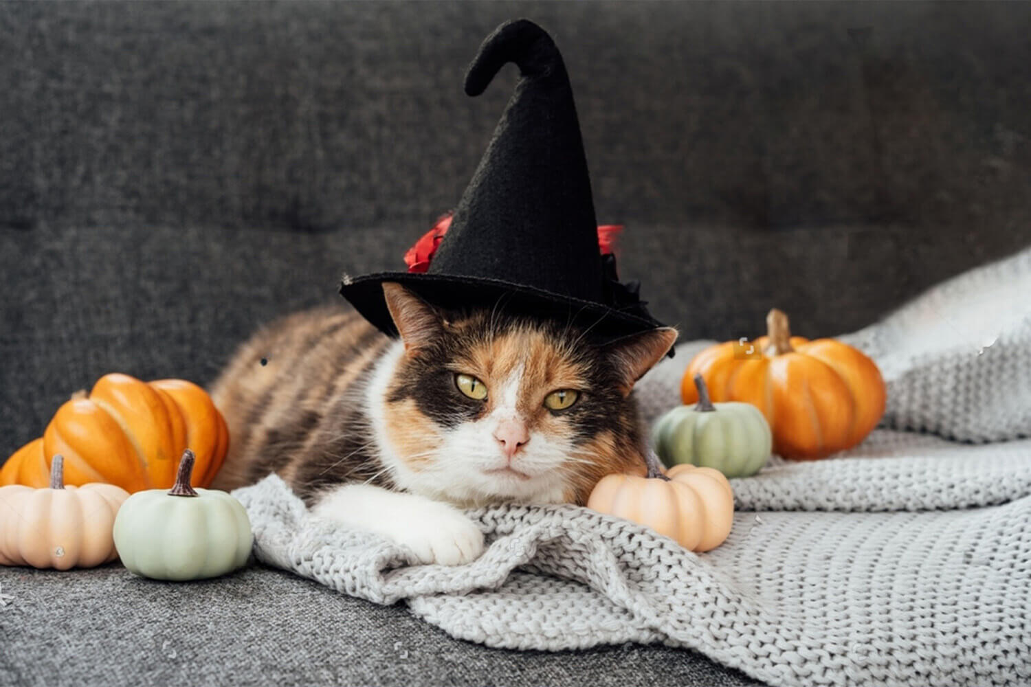 The ultimate guide to Halloween prep for your cat.