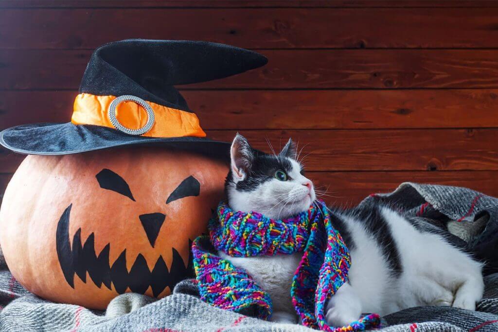 The ultimate guide to halloween prep for your cat