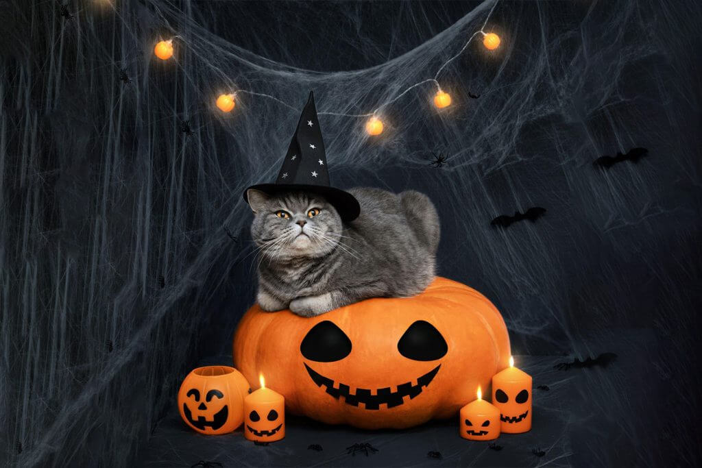 The ultimate Guide to Halloween prep for your cat
