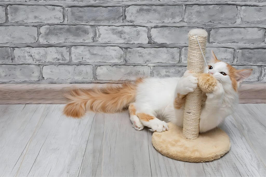 Best 6 cat Toys to keep your feline indoor 