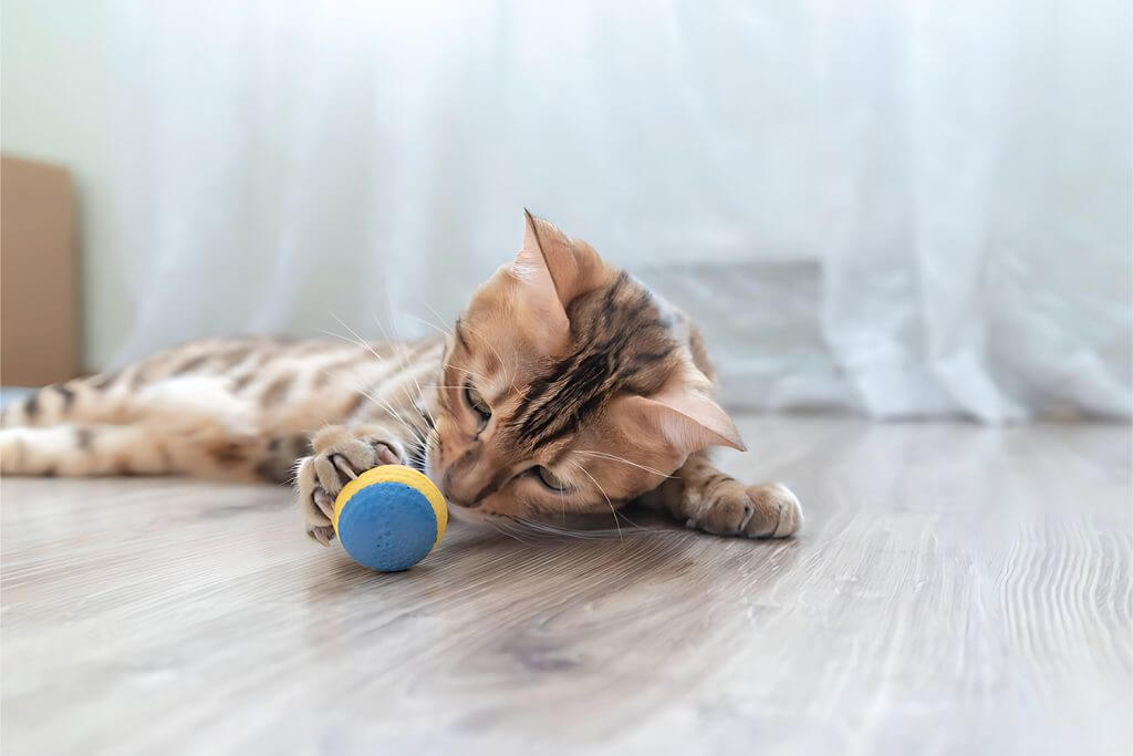 Best 6 cat Toys to keep your feline indoor 