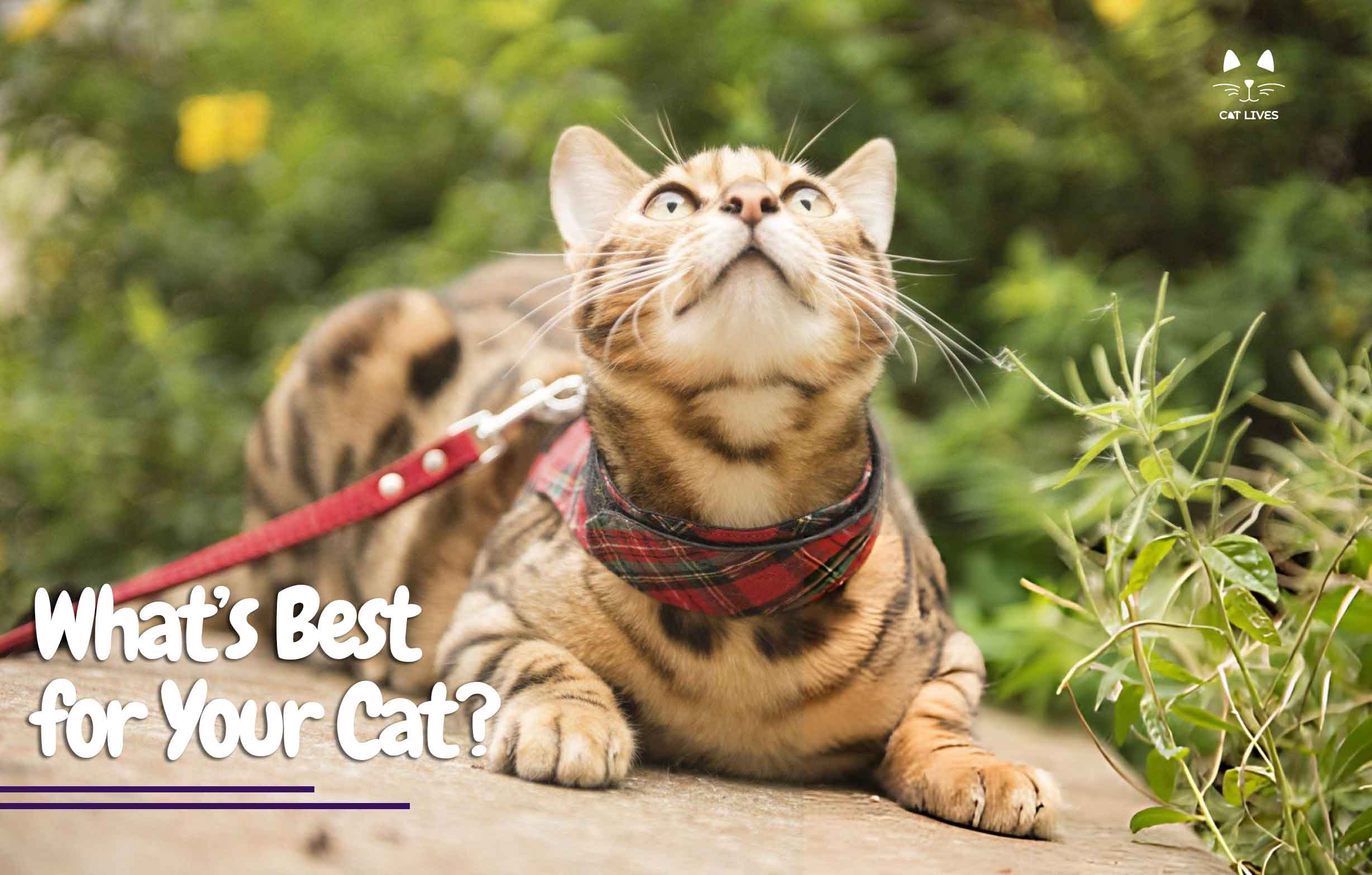 Indoor and Outdoor lifestyle. which is best for your feline friend?