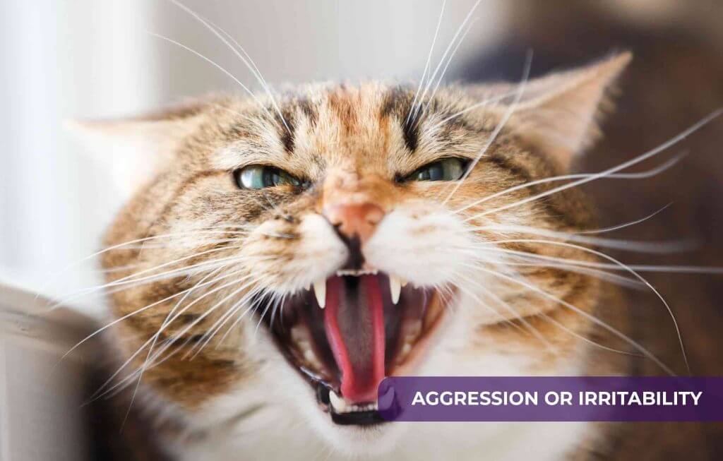 ultimate guide to help reduce stress and anxiety in cats 